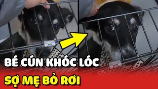 Bé chó KHÓC LÓC vì sợ mẹ BỎ RƠI mình trong bệnh viện | Yêu Lu