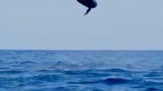 Acrobat dolphin