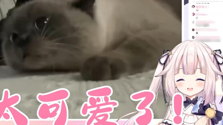 [Mashiro Kanon] Japanese Lolita sucks cats online and compares head size with cats