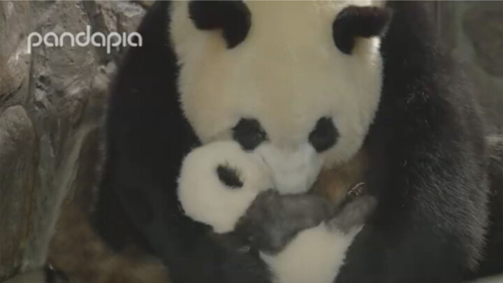 Chengdu Panda: The Babies Enjoy It So Much. Can I Get More Apples?