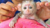 THE CUTEST MONKEYS YOU HAVE EVER SEEN!! Wow, Tiny Adorable Luca Is The Cutest Baby Monkey