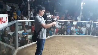 5 cock derby Last Fight