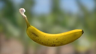 Why Bananas Are Curved? 🍌