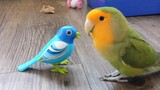 Hilarious Parrot Doing Funny Things #21 | Cute VN