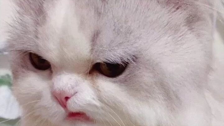 Cat Meme (Language Malaysia)