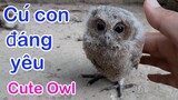 Miền Tây Ngày Mùa - Cú Mèo Con Dễ Thương Bị Lạc Mẹ / Cute Baby Owl