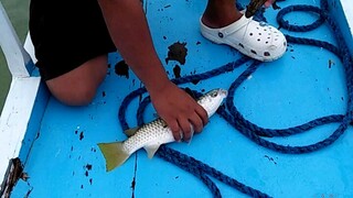 pinaka masarap na isda sa buong mundo