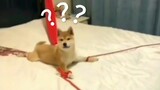 [Satwa] Anjing Itu Nggak Mudah Nurut