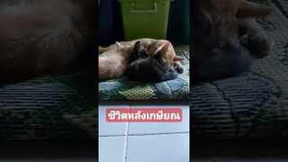 ชีวิตหลังเกษียณ #reels #funny #awesome #คลิปตลก