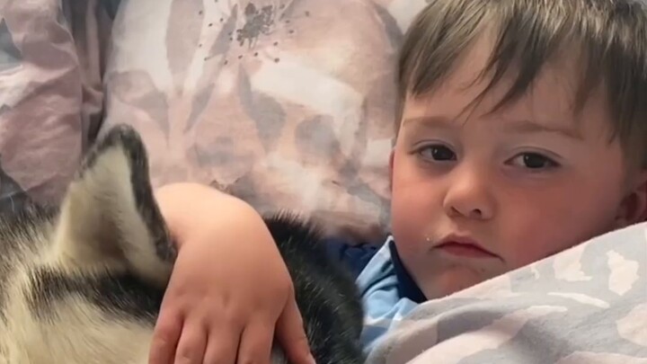 The husky, who has grown up with his little master from the first day, just wants to cuddle and slee