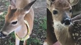 Setelah rusa yang diselamatkan itu tumbuh dewasa, dia mengunjungi manusianya setiap hari!