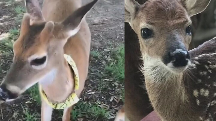 After the rescued deer grew up, he visited his humans every day!