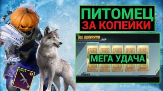 ОГО!! ВЫБИЛ ЗА КОПЕЙКИ АРКТИЧЕСКОГО ВОЛКА! ЛЕДНИК M416 С ПОВЫШЕННЫМ ШАНСОМ в PUBG MOBILE!!