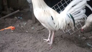 manok panabong