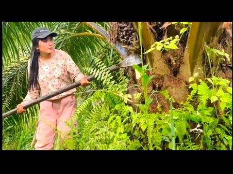 Wow !!! Panen sawit penuh semangat || Pemanen wanita tidak ada lawan
