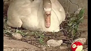 Saya tidak tahan lagi setelah melihat telur burung unta.