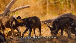 Động vật chào đời EP 5 [Sub Việt]