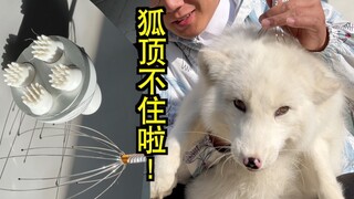 小狐狸同时尝试两种灵魂摄取器，被爽到眼睛都睁不开了。。。