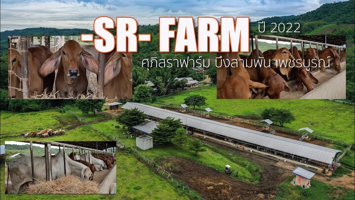 ❇️ แวะชม SR FARM - ศุภิสราฟาร์ม ปี 2022  แบ่งขายแม่พันธุ์อุ้มท้องสวยๆ1 ฝูง [อ.บึงสามพัน จ.เพชรบูรณ์]