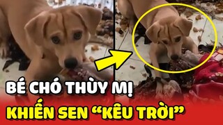 Chiếc chó "THÙY MỊ" khiến Sen KÊU TRỜI vì QUÁ BÁO 😂 | Yêu Lu