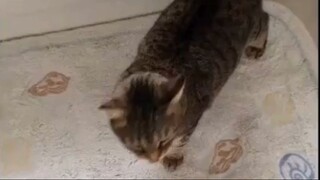 watch"Funniest Animals Best Of The  Funny Animal Videos " documentary for free:link in description.