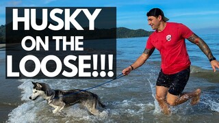 Almost Lost My Husky At The Beach