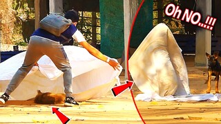 Blanket vs Prank Sleep Dog Very Funny - Must Watch Funny Video New Prank Dog Challenge 2021