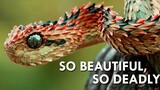 Have You Seen This Dragon Like Snake? Quite Awesome