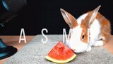 FAH ASMR | RABBIT EATING WATERMELON! | กระต่ายกับเราใครกินเก่งกว่า | (EATING SOUNDS) | ENG SUB