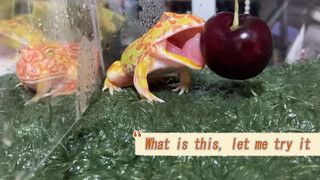 [Animals] Teasing The South American Horned Frogs With Cherry