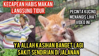 Anak Kucing Sakit Parah Minta Tolong Datang Ke Basecamp Cats Lovers Tv