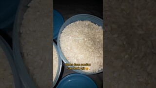 DYMA |ASMR RAW RICE EATING |Makan Beras | asmrrawriceeating| #asmrsounds  #asmr #shorts #mukbang(1)