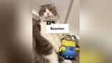 Beo và chiếc Minion biết nói minion trending catsoftiktok catlover