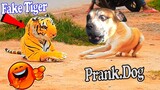 Prank Dog vs Fake Tiger Very Funny - Video Dog Prank in Cambodia