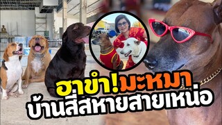 หัวเราะ ฮาขำกลิ้งกับบ้านสี่สหายสายเหน่อ คนรักหมา #LoveDog