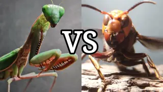Mantis VS Queen Bee