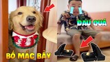 Thú Cưng Vlog | Tứ Mao Ham Ăn Đại Náo Bố #7 | Chó thông minh đáng yêu vui nhộn | Smart dog funny pet