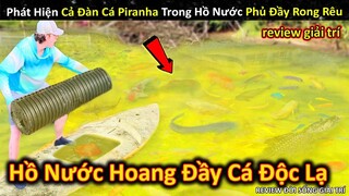 Phát Hiện Cả Đàn Cá Độc Lạ Trong Hồ Nước Hoang Phủ Đầy Rong Rêu || Review Giải Trí Đời Sống