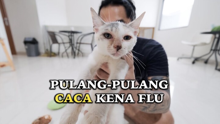 Cara Merawat Kucing Yang Suka Keluar Masuk Rumah