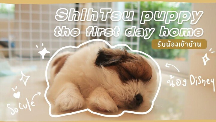 Shih Tzu puppy the first day home รับน้องชิสุห์เข้าบ้าน