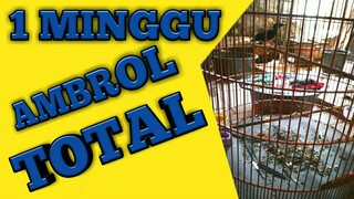 cara cepat merontokan bulu murai batu mabung