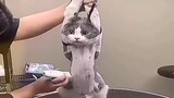 Kucing seperti ini harus dihukum dengan berat!