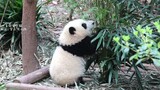Panda Hehua Annoyed by Her Brother