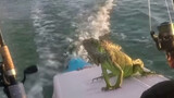 A Boat Owner Offered Iguana a Ride