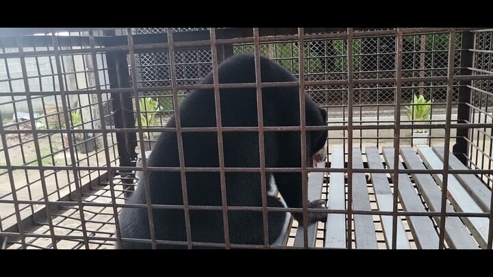 Beruang di Kebun Cut fit Gurun Putih Lestari