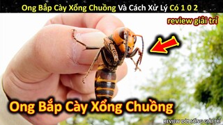 Ong Bắp Cày Đột Ngột Xổng Chuồng Và Cách Xử Lý Có 1 0 2 || Review Giải Trí Đời Sống