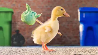 【Pet】 Cute Cat and Duck | Special Effect
