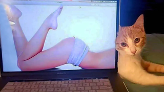 พยายามอย่าหัวเราะ - วิดีโอสัตว์เลี้ยงแสนสนุก MEOW
