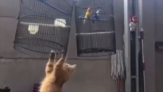 AKIBAT TERLALU BERISIK BURUNG INI DI KUTUK