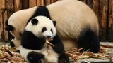 Why Panda He Hua Becomes So Chubby?